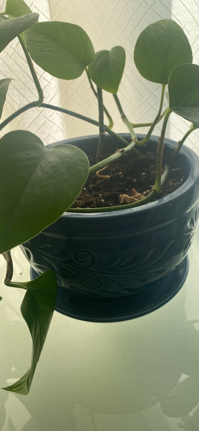 5 feet long Money plant