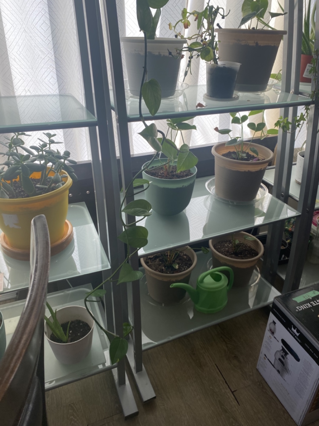 5 feet long Money plant - photo 5