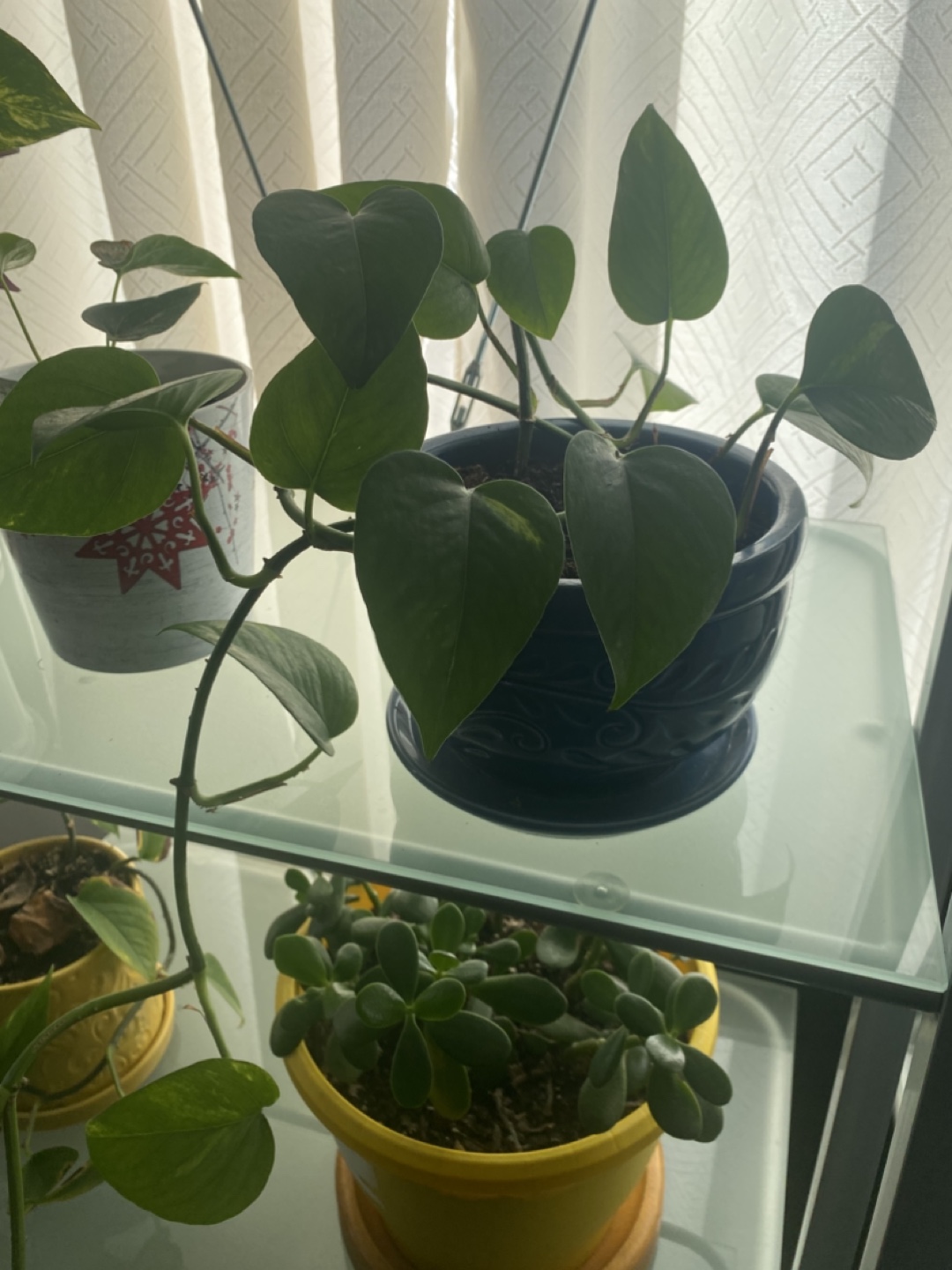 5 feet long Money plant - photo 2
