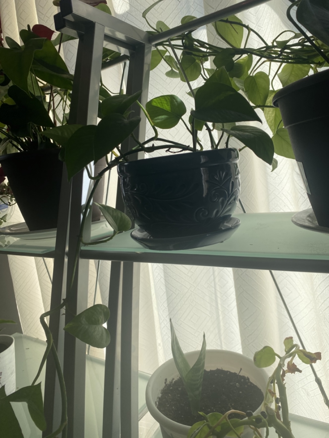5 feet long Money plant - photo 4