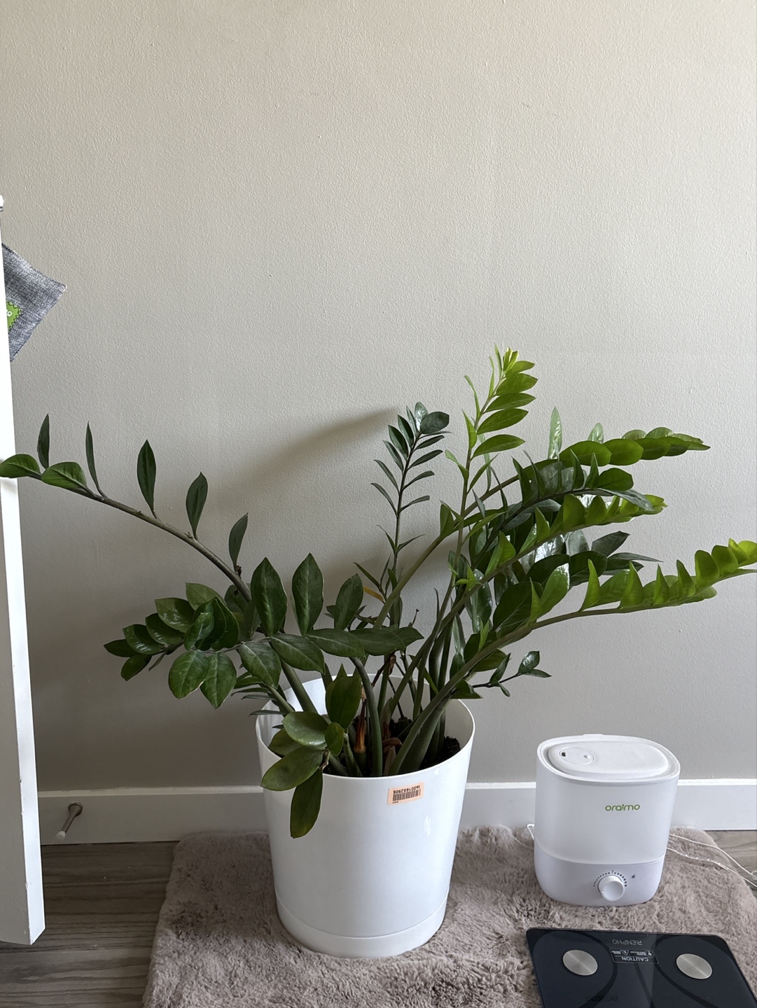 ZZ Plant in White Pot