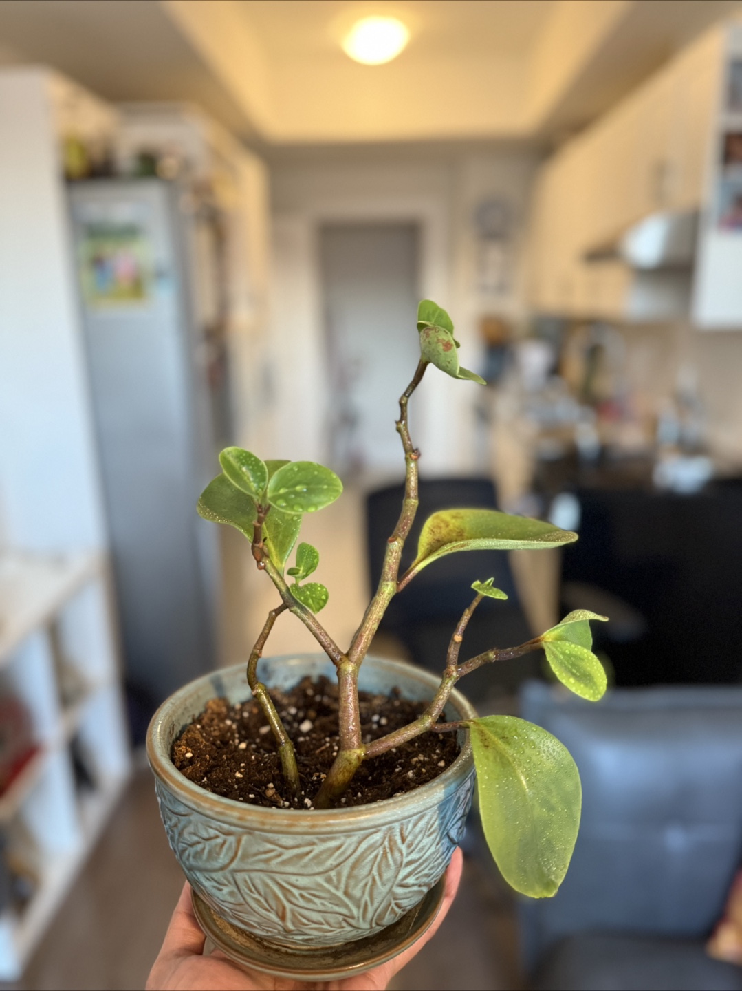 Peperomia obtusifolia plant in ceramic pot