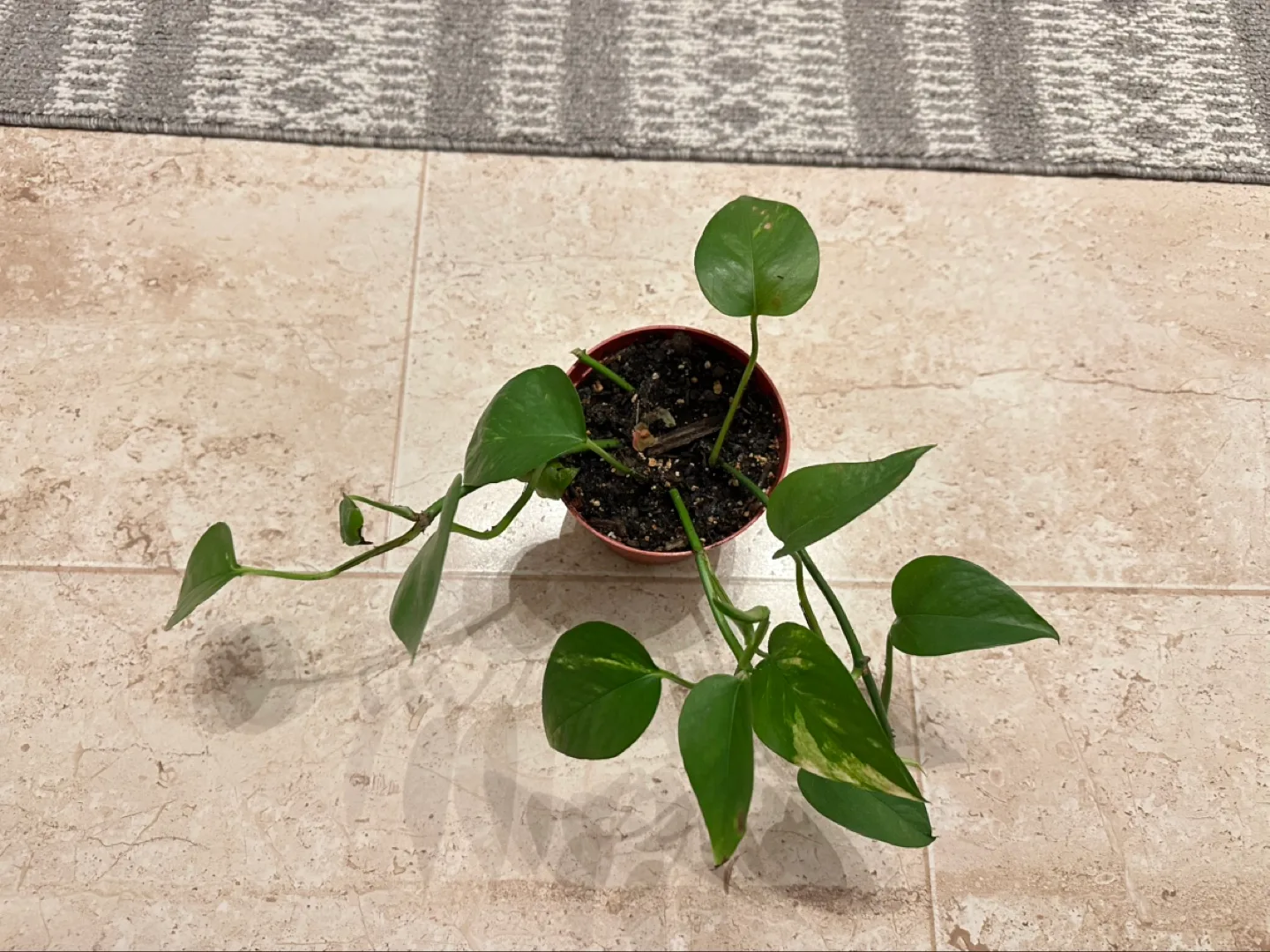 Potted Golden Pothos Plant image indicator(2)