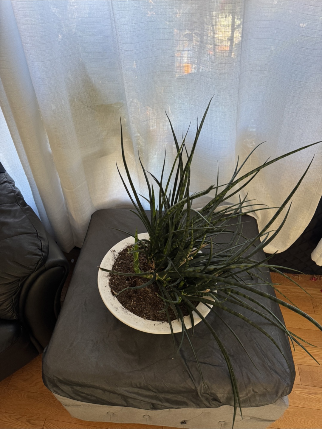 Large Sansevieria cylindrica plant