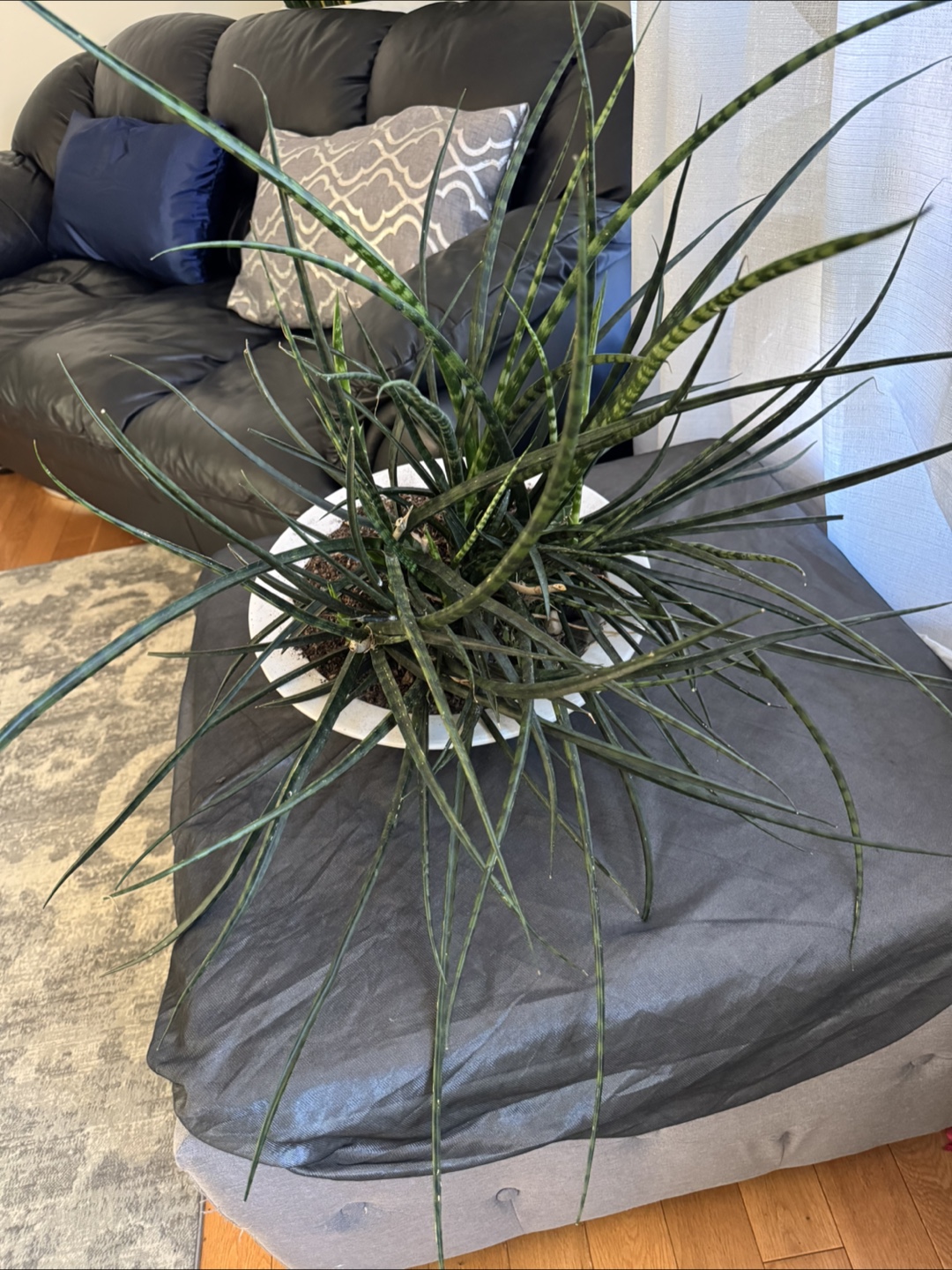 Large Sansevieria cylindrica plant - photo 2