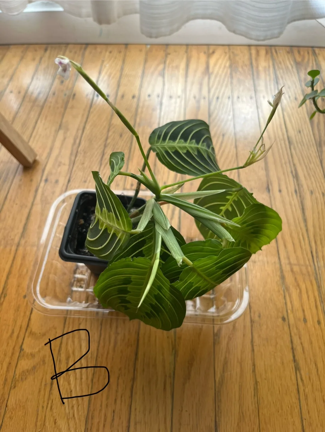 Prayer Plant B thumbnail