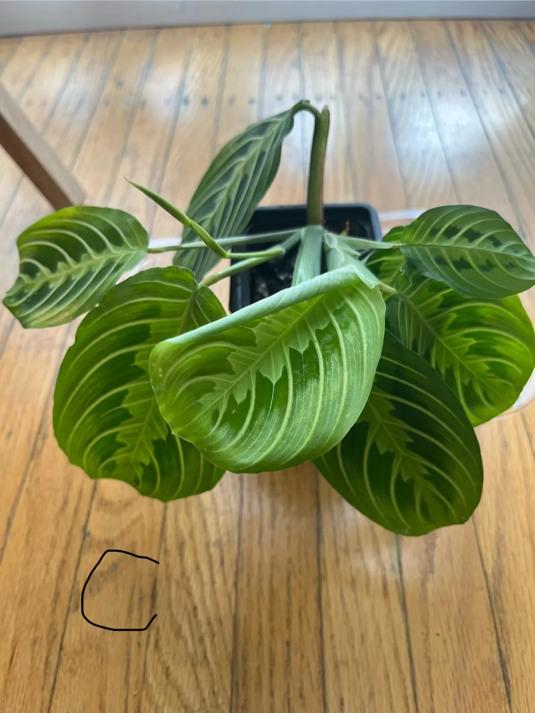 Prayer plants C thumbnail