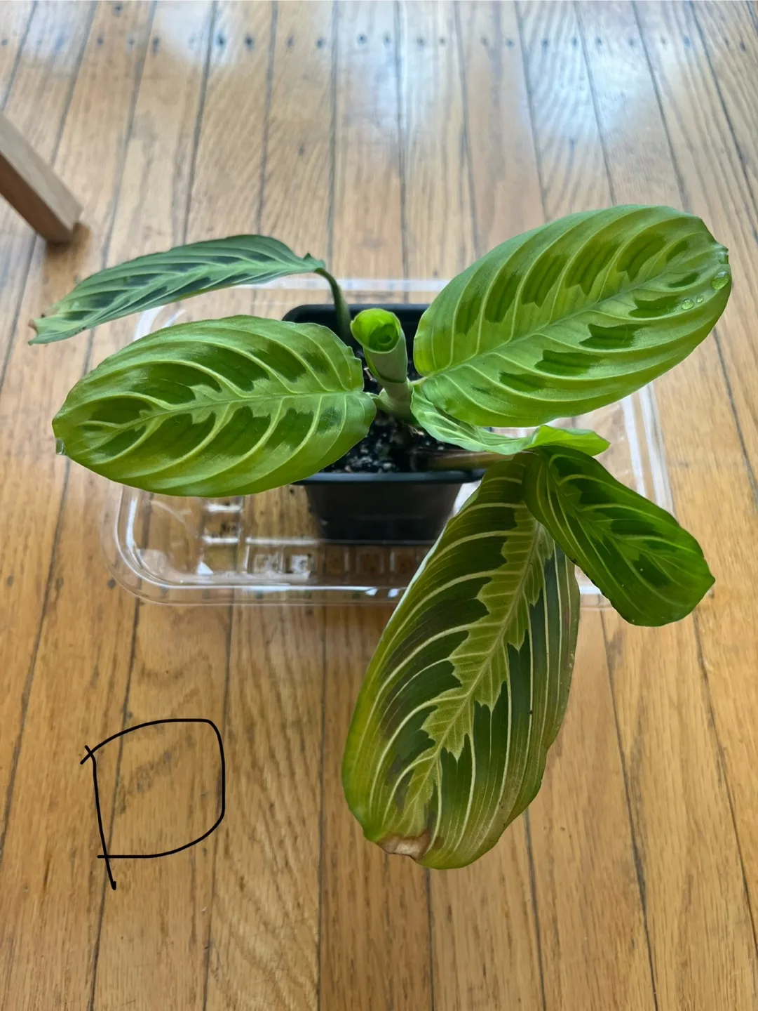 Prayer plants D thumbnail