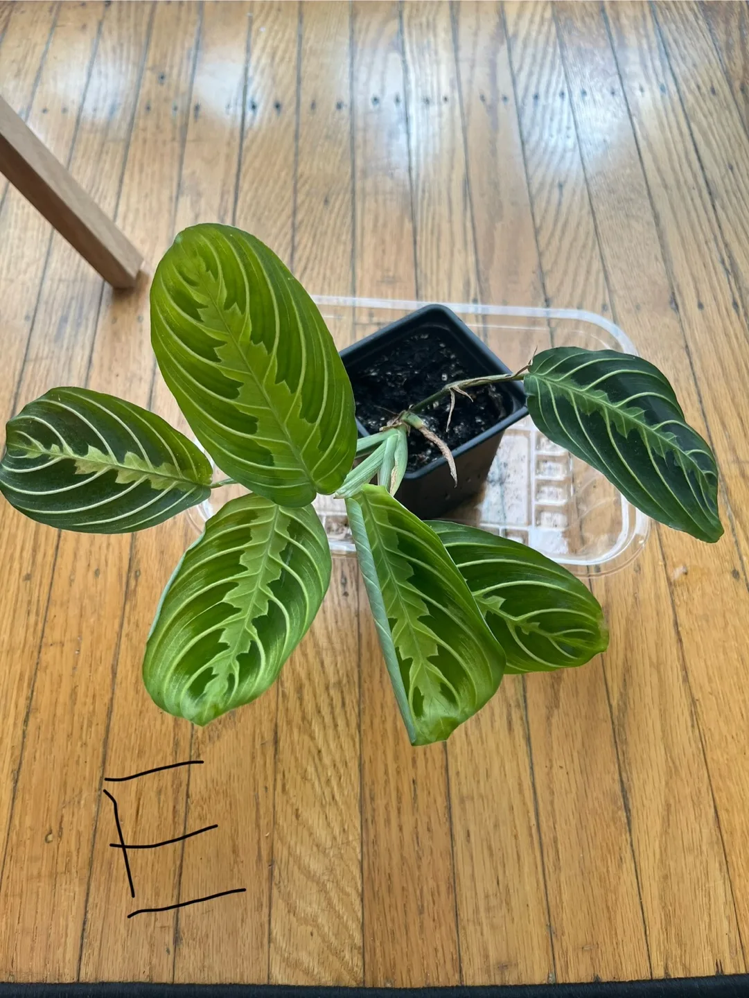Prayer plants E thumbnail
