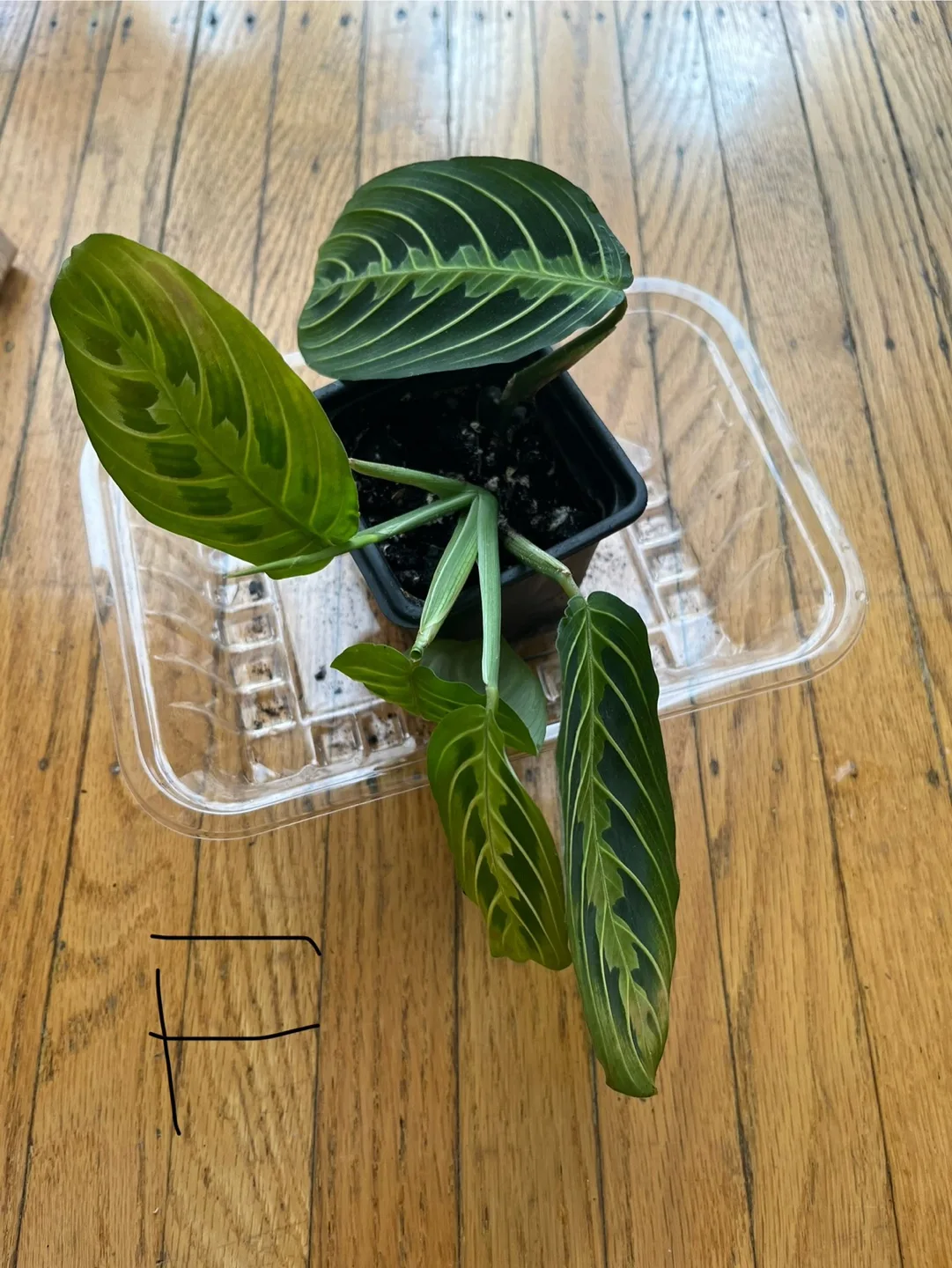 Prayer plants F thumbnail