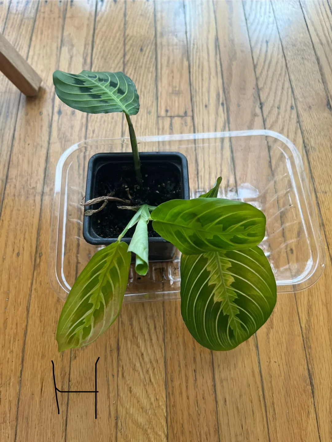 Prayer plants H thumbnail