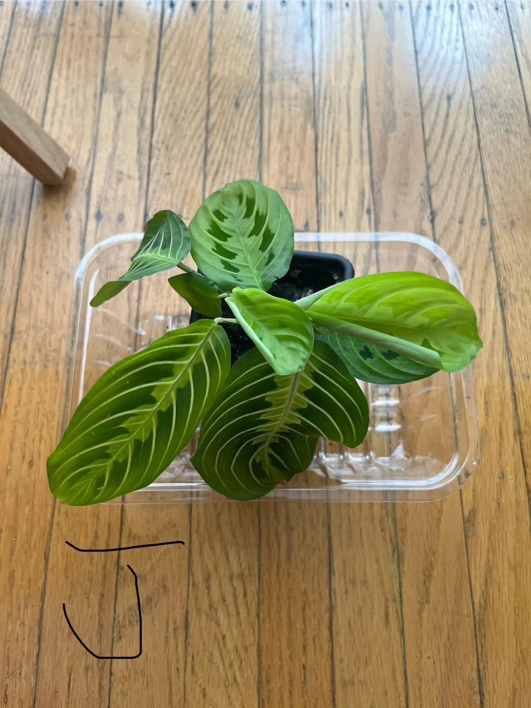 Prayer plants J thumbnail