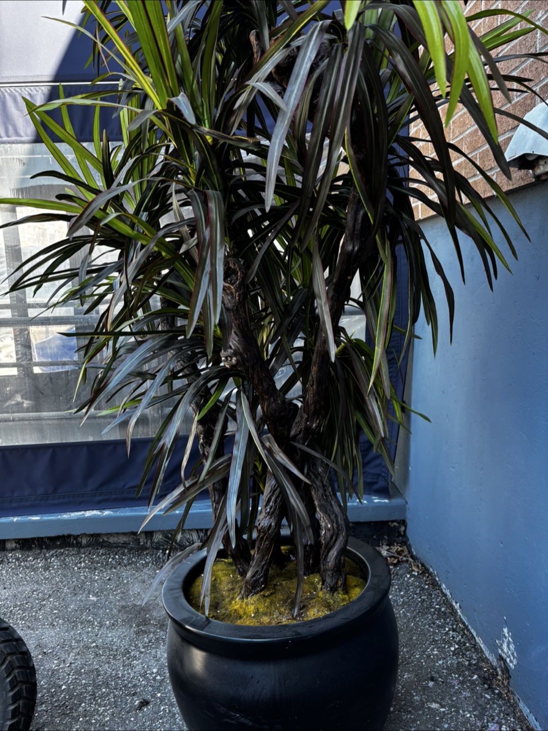 Large Artificial Dracaena Plant in Black Pot - photo 4