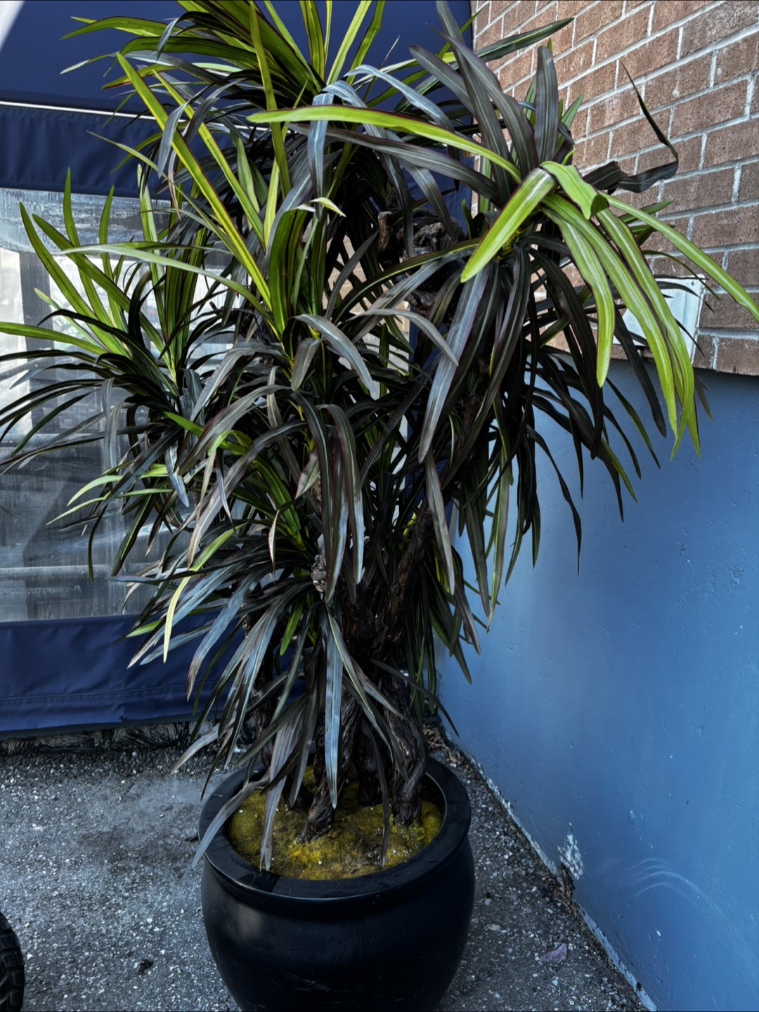Large Artificial Dracaena Plant in Black Pot - photo 3