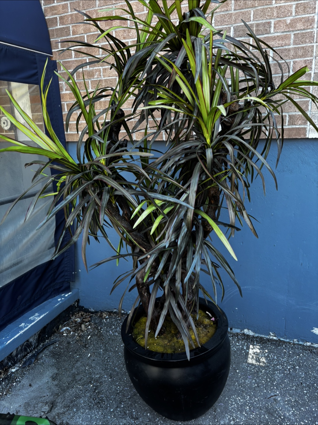 Large Artificial Dracaena Plant in Black Pot - photo 2