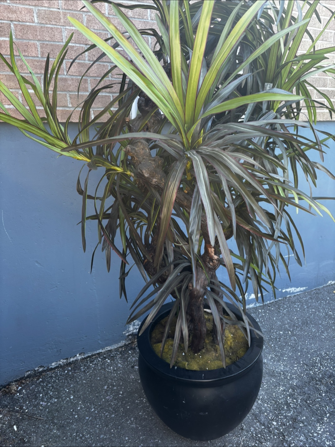 Large Artificial Dracaena Plant in Black Pot - photo 5