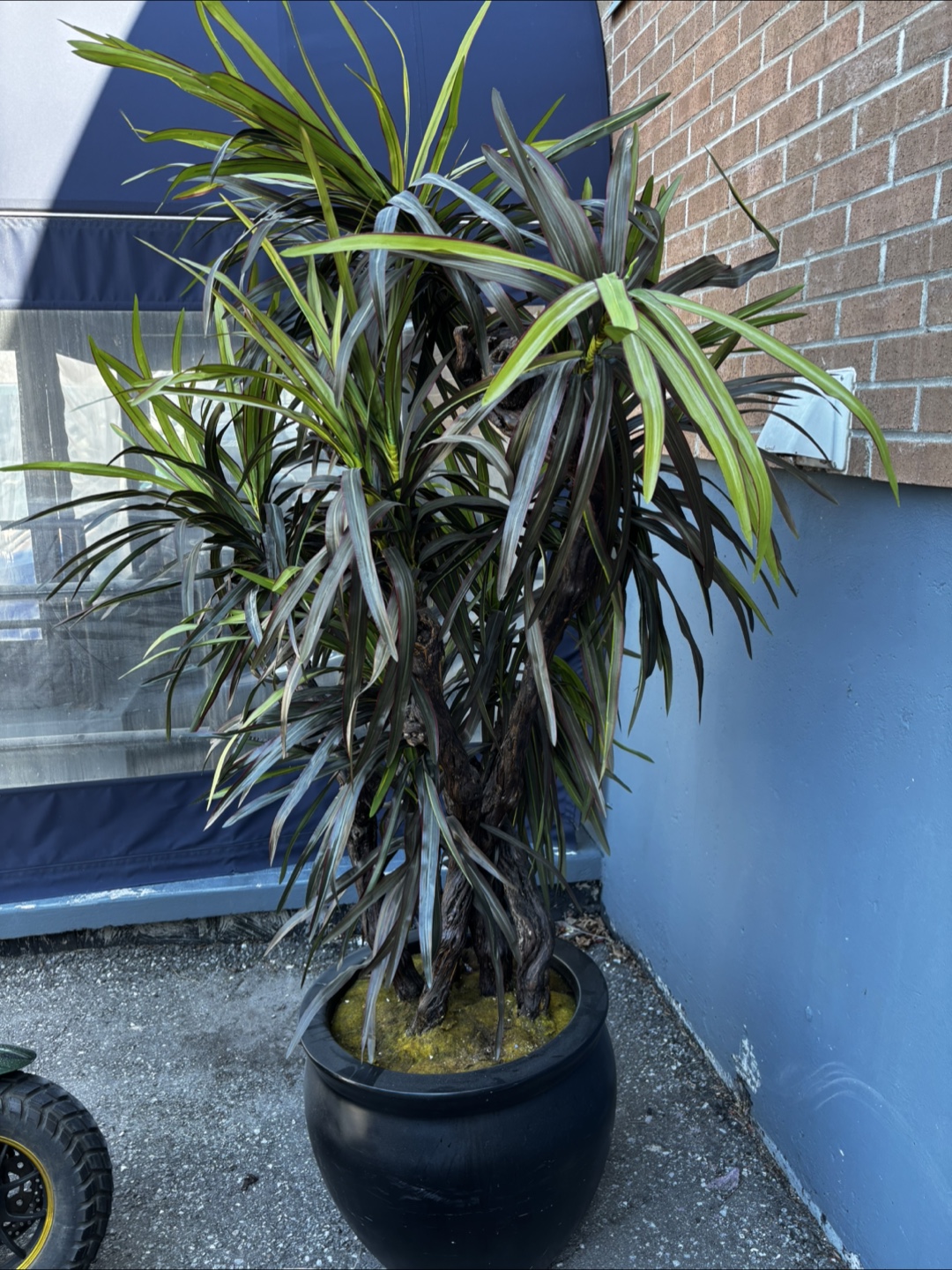 Large Artificial Dracaena Plant in Black Pot