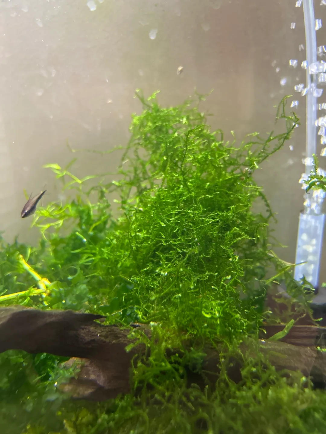 Java Moss for aquarium image indicator(2)