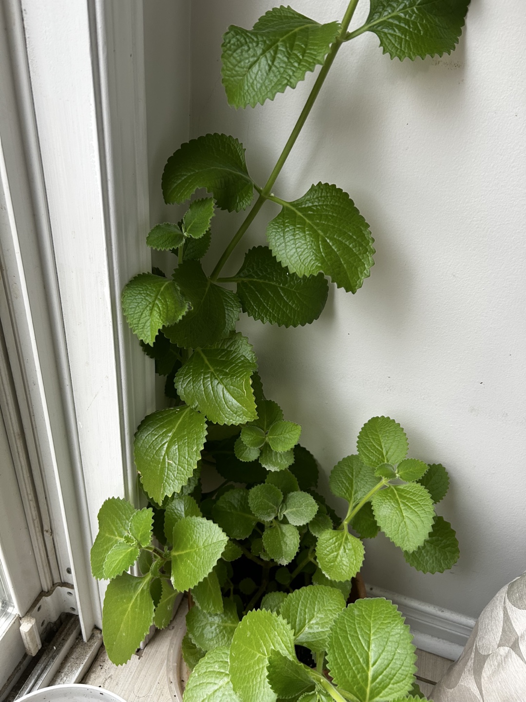 Karpuravalli ( Mexican mint) - cuttings to plant