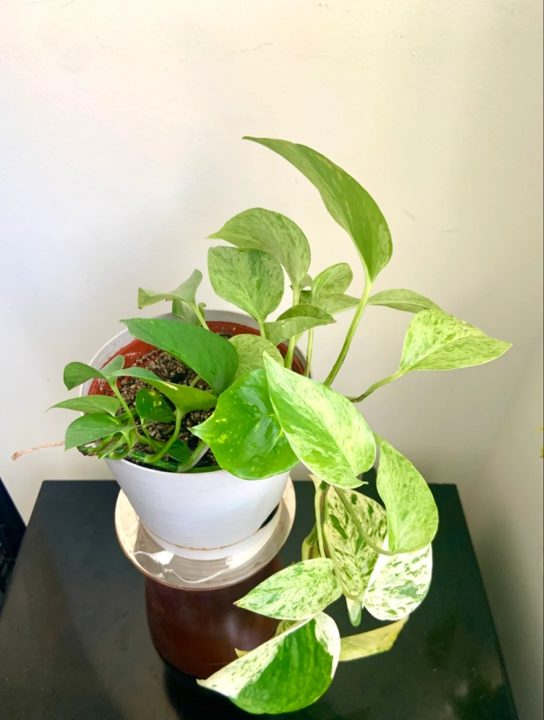 Marble Queen Pothos Hanging Plant image indicator(5)