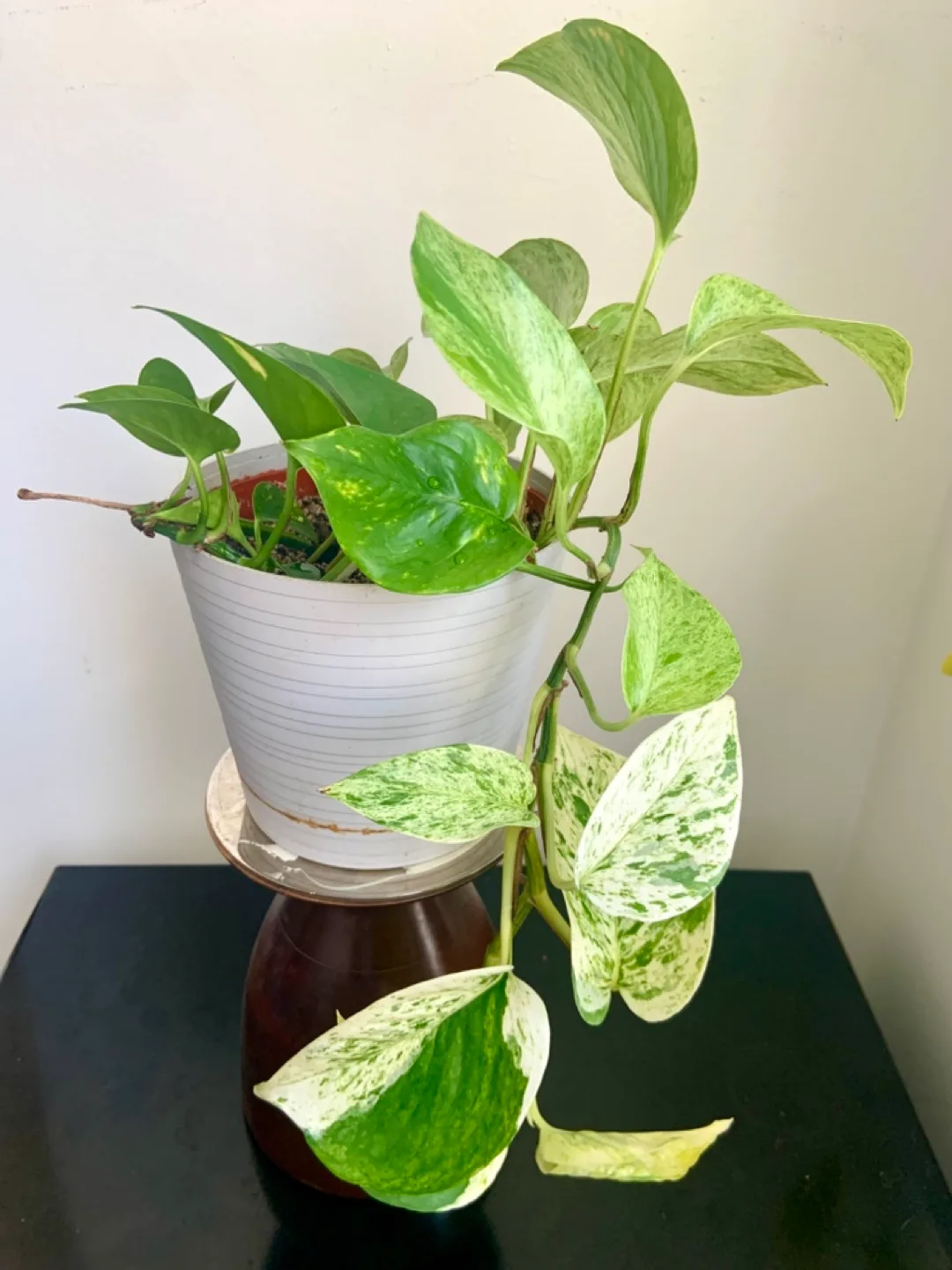 Marble Queen Pothos Hanging Plant image indicator(4)
