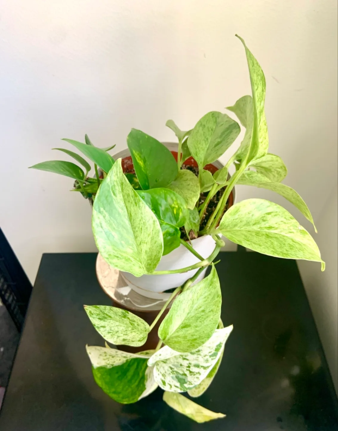 Marble Queen Pothos Hanging Plant image indicator(3)