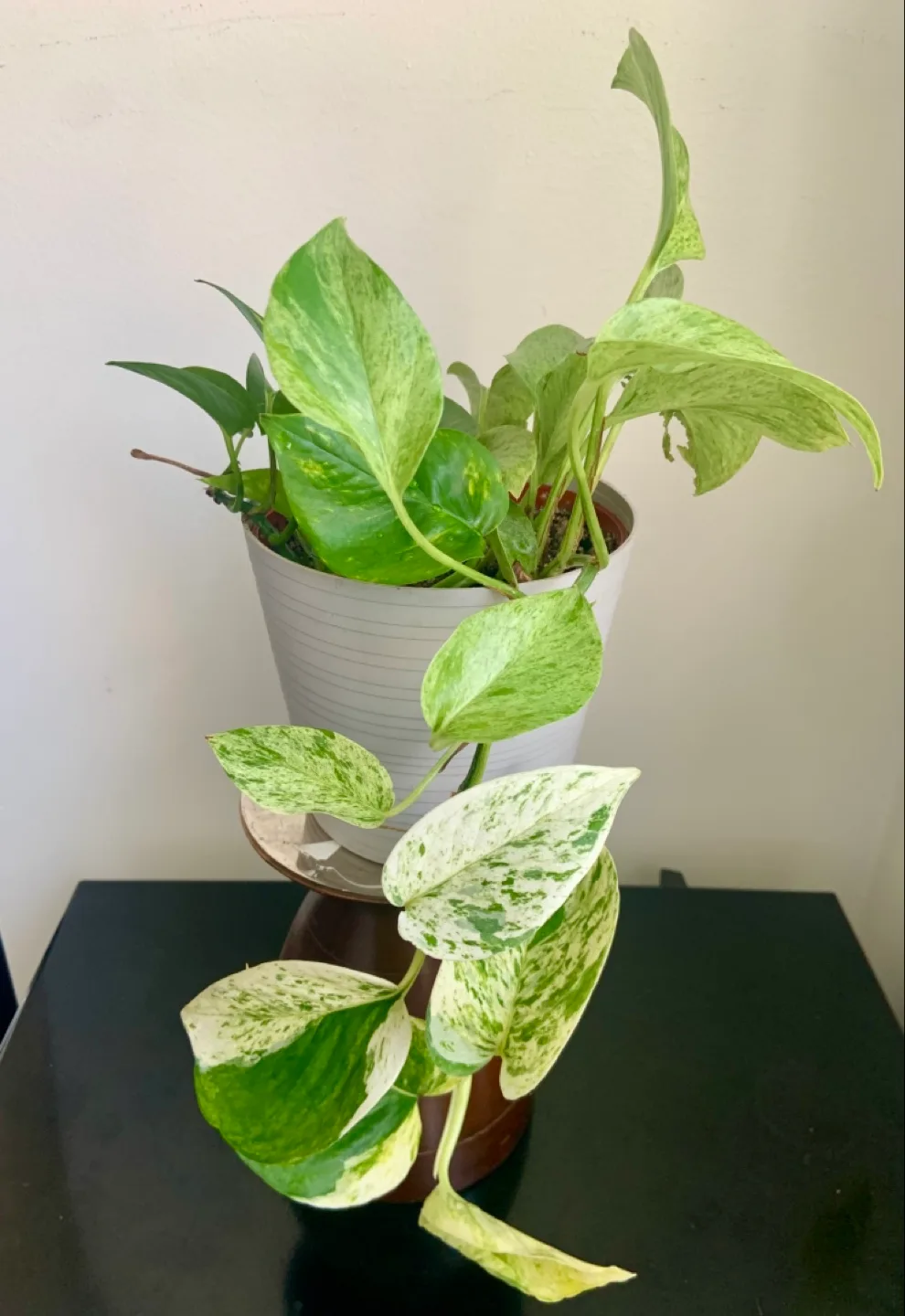 Marble Queen Pothos Hanging Plant image indicator(2)