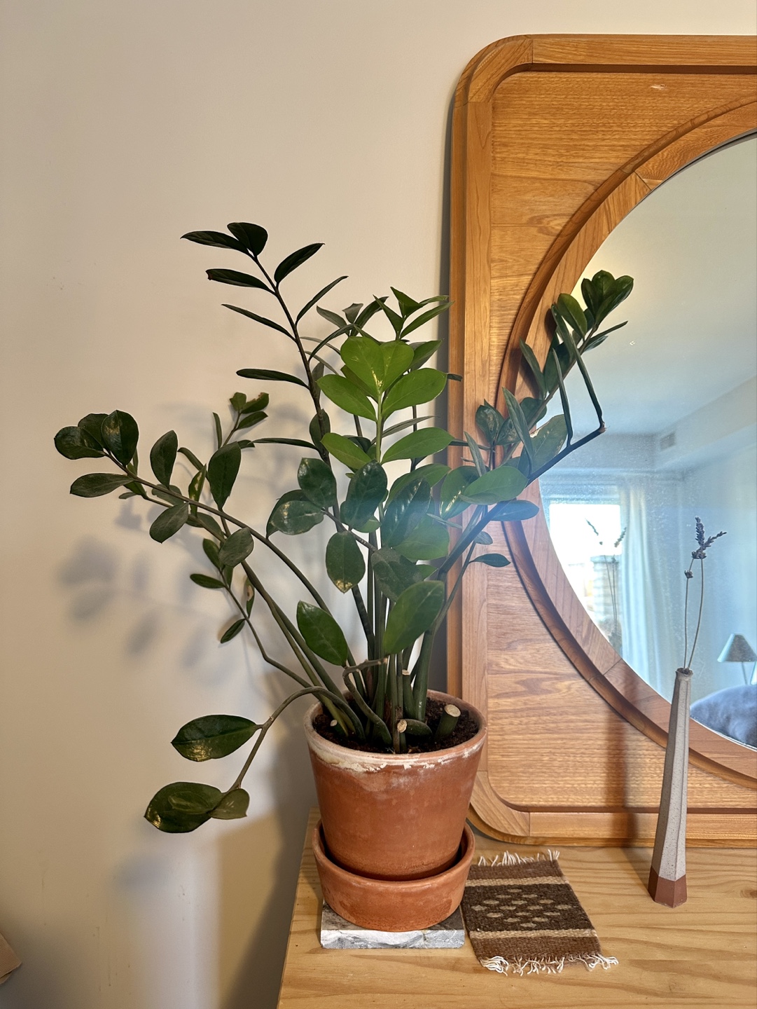 ZZ Plant in Terracotta Pot