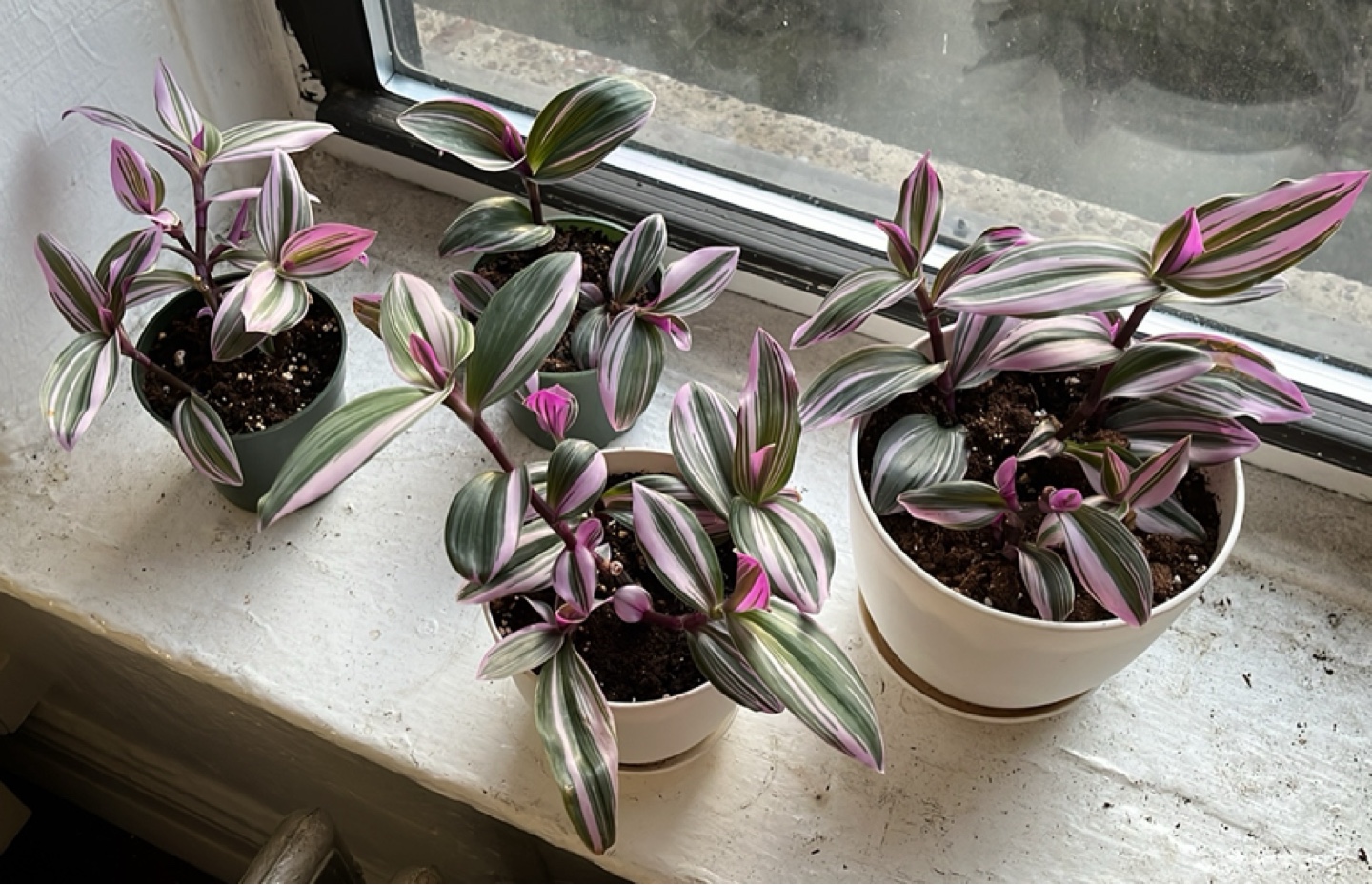 Tradescantia Nanouk Houseplant