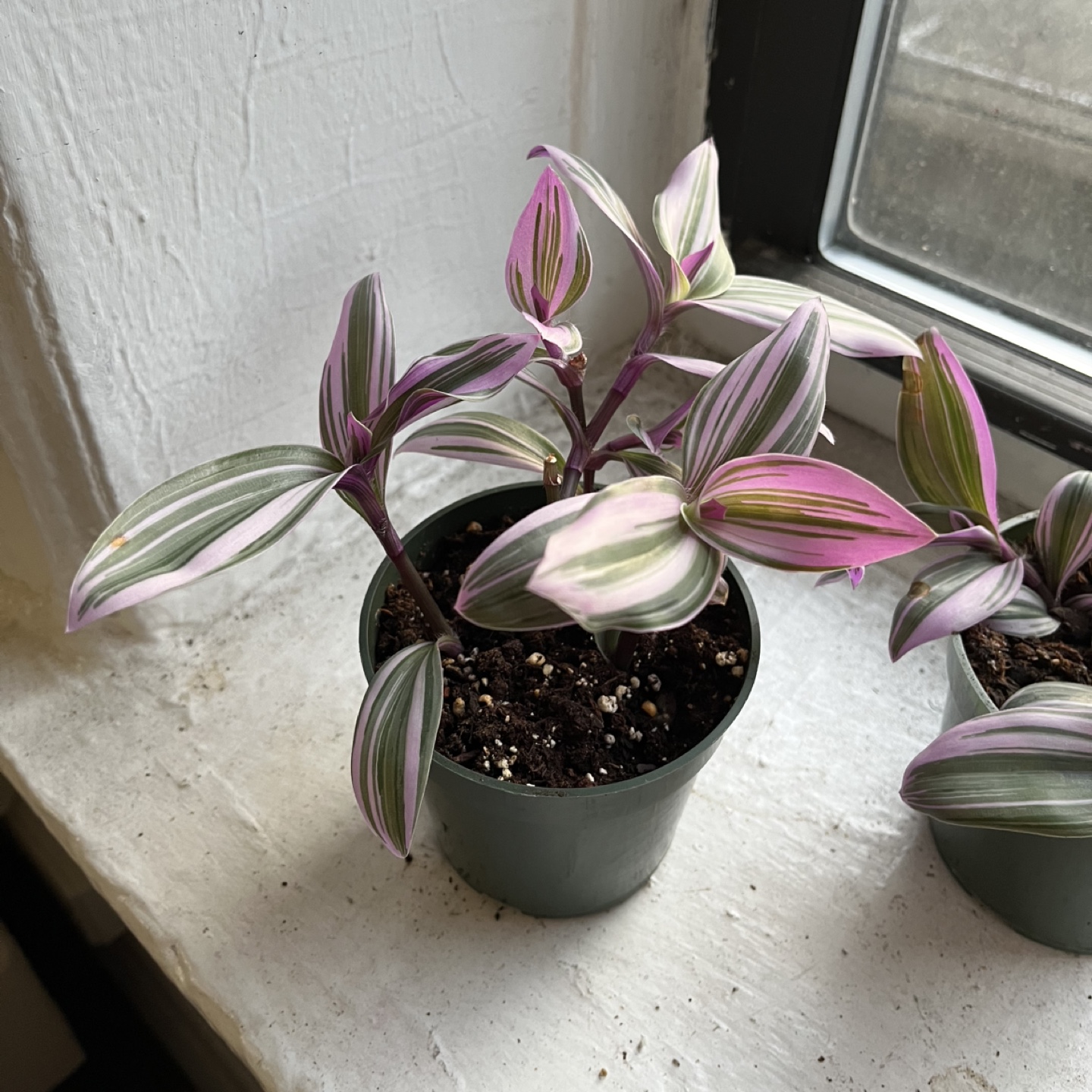 Tradescantia Nanouk Houseplant - photo 2