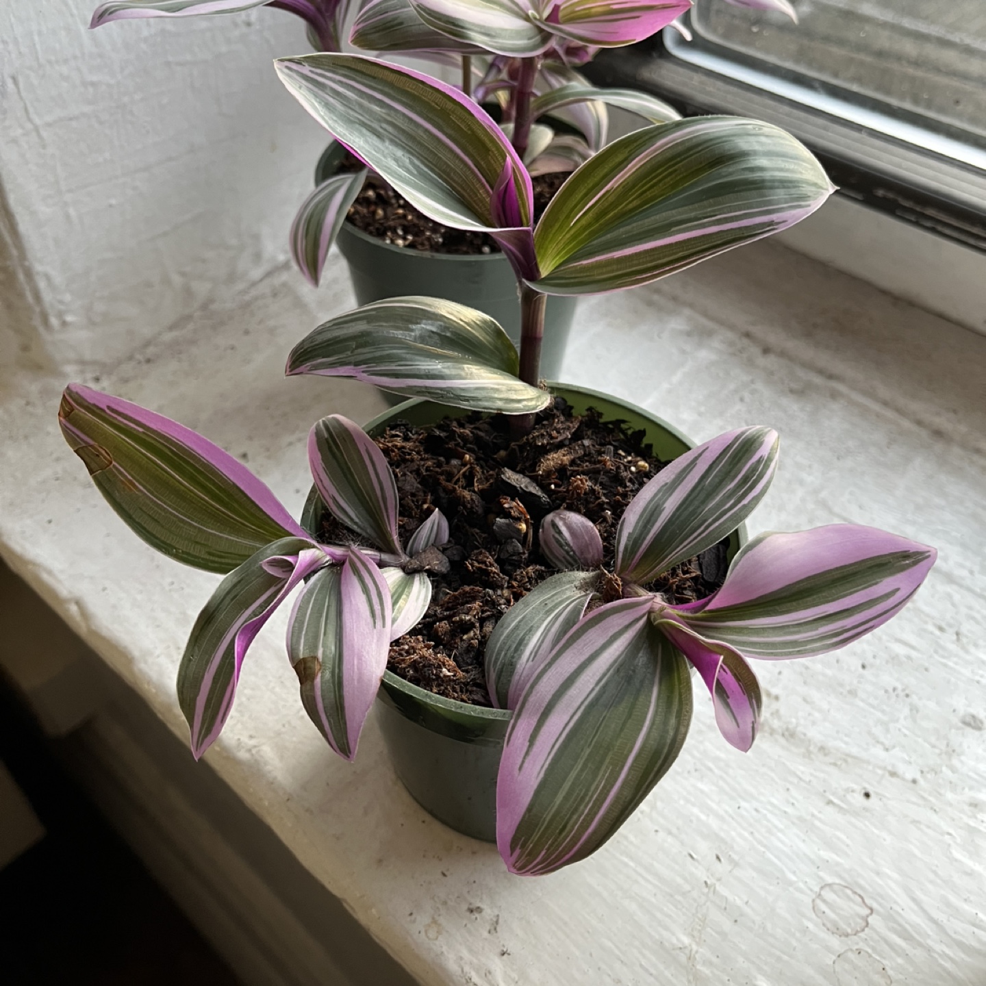 Tradescantia Nanouk Houseplant - photo 3