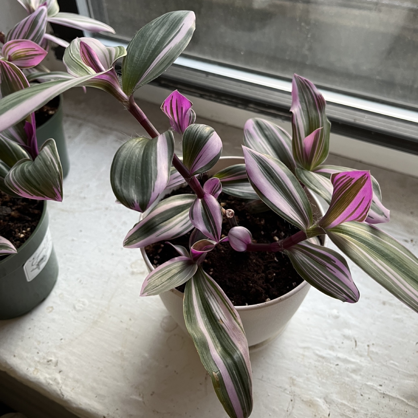 Tradescantia Nanouk Houseplant - photo 4