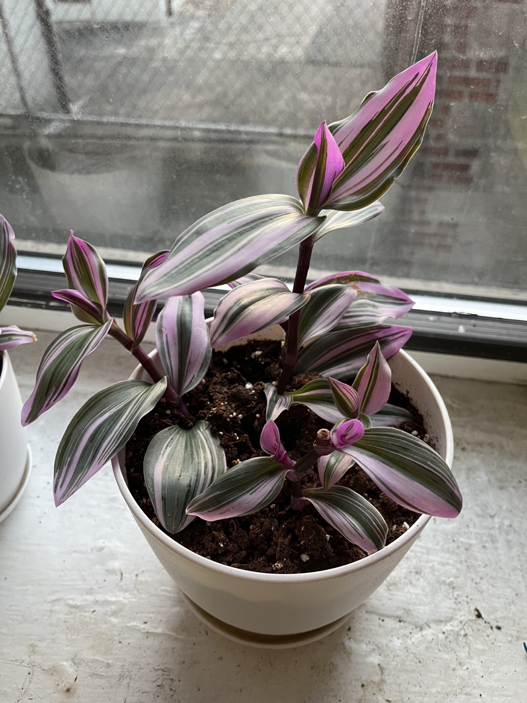 Tradescantia Nanouk Houseplant - photo 5