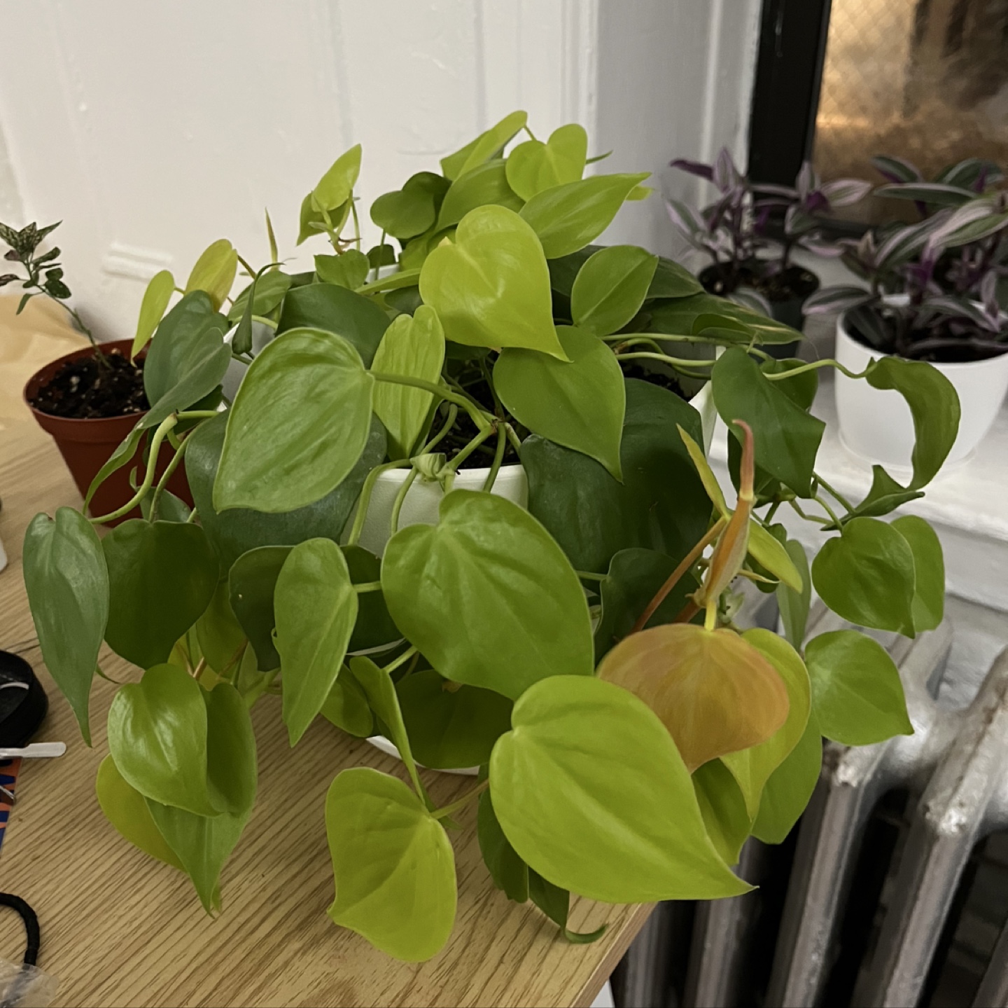 Philodendron Golden Pothos