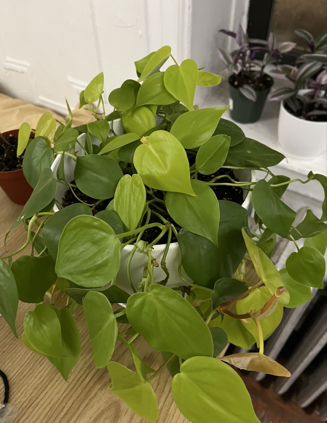 Philodendron Golden Pothos - photo 2