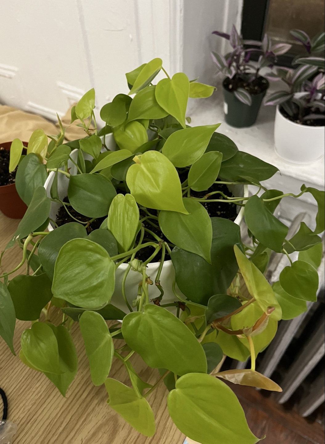Philodendron Golden Pothos - photo 3