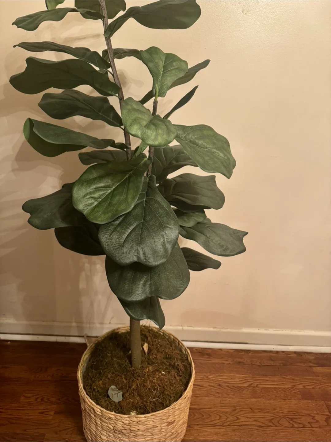 Artificial Fiddle Leaf Fig Tree in Woven Basket thumbnail