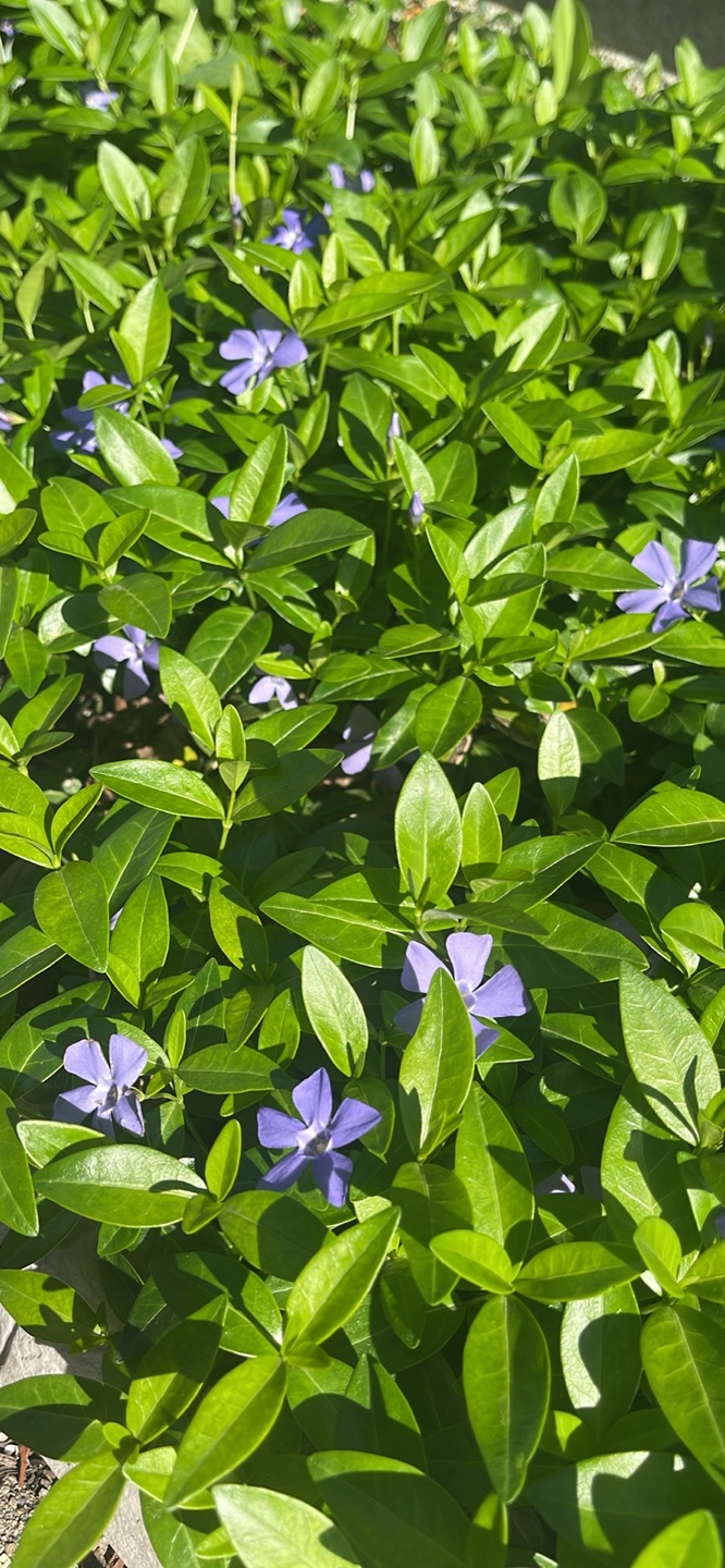 Vinca Minor Groundcover - Beautiful Purple Flowers - photo 2