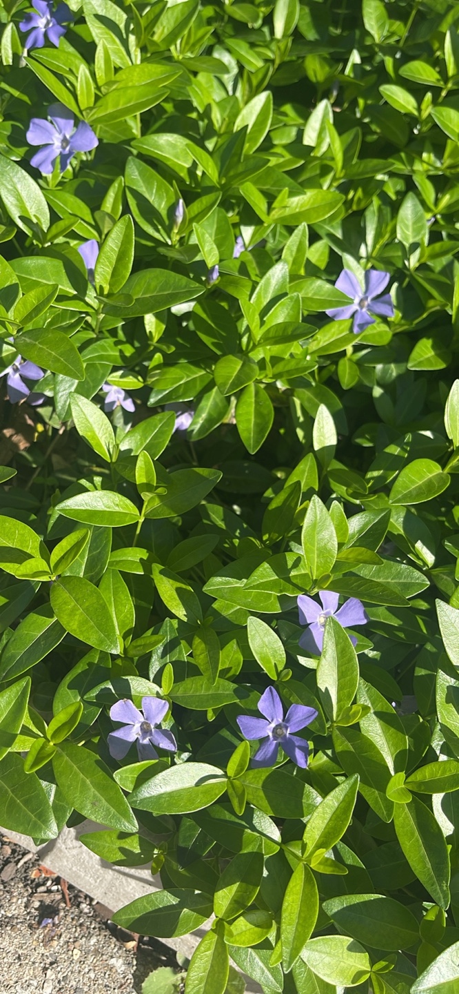 Vinca Minor Groundcover - Beautiful Purple Flowers - photo 3