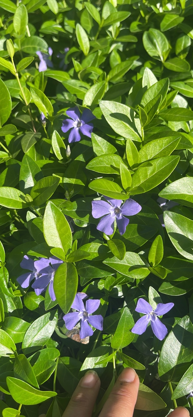 Vinca Minor Groundcover - Beautiful Purple Flowers