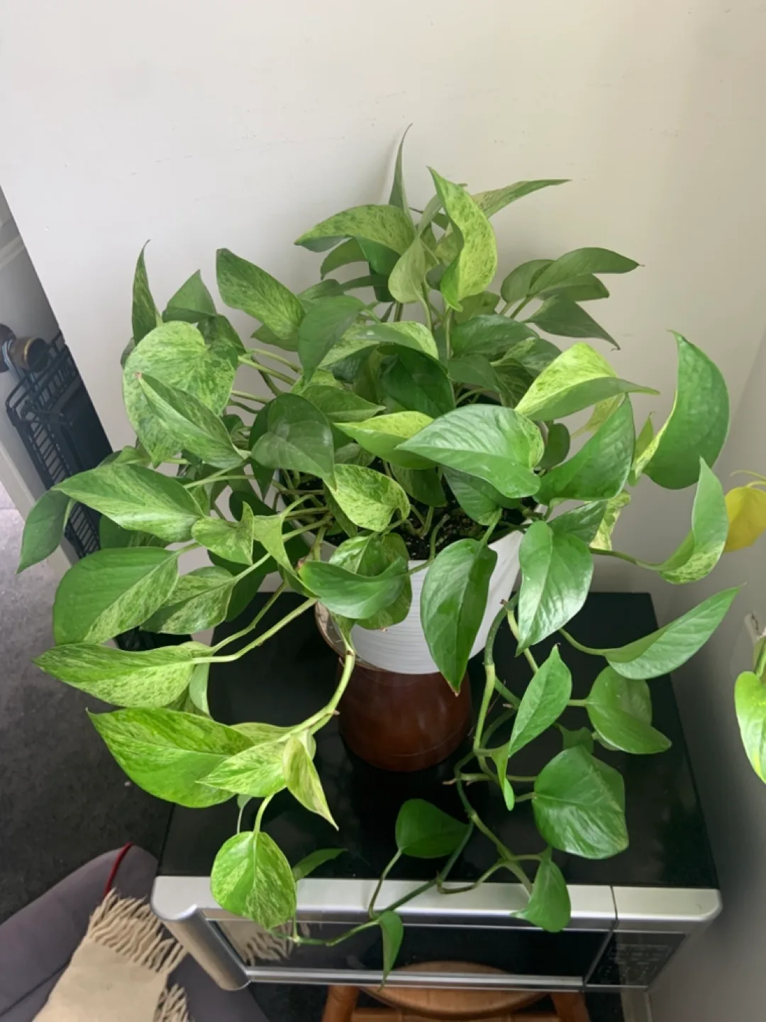 Large Marble Queen Pothos in Pot image indicator(2)