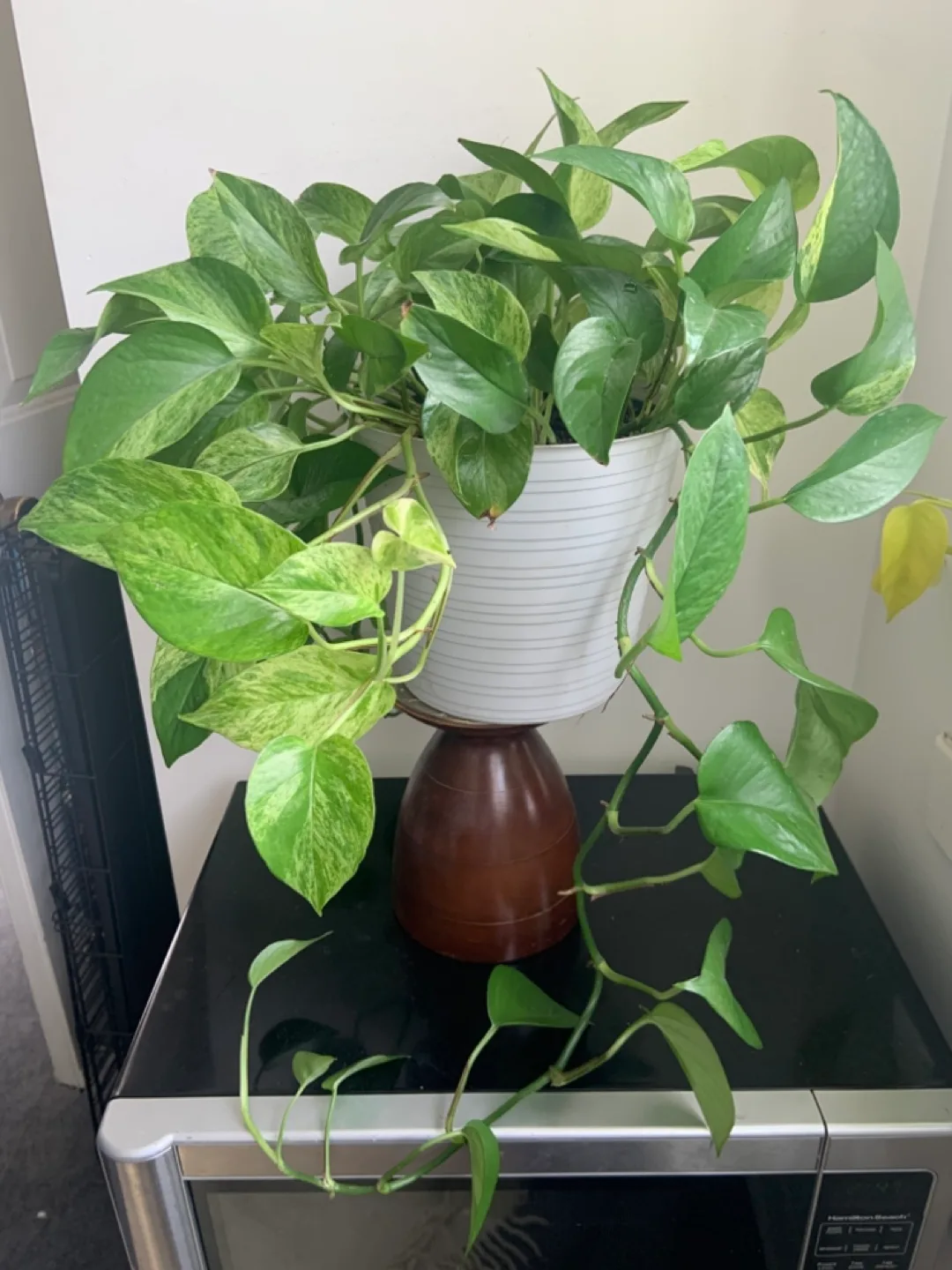 Large Marble Queen Pothos in Pot image indicator(3)