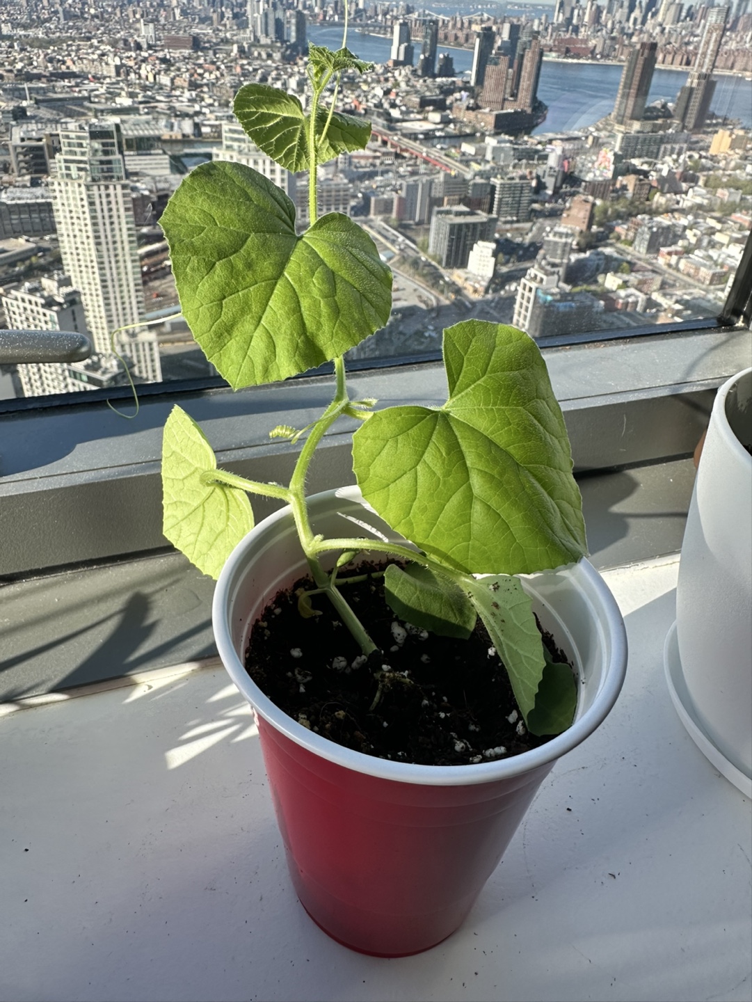 Cantaloupe Melon Plant 💚