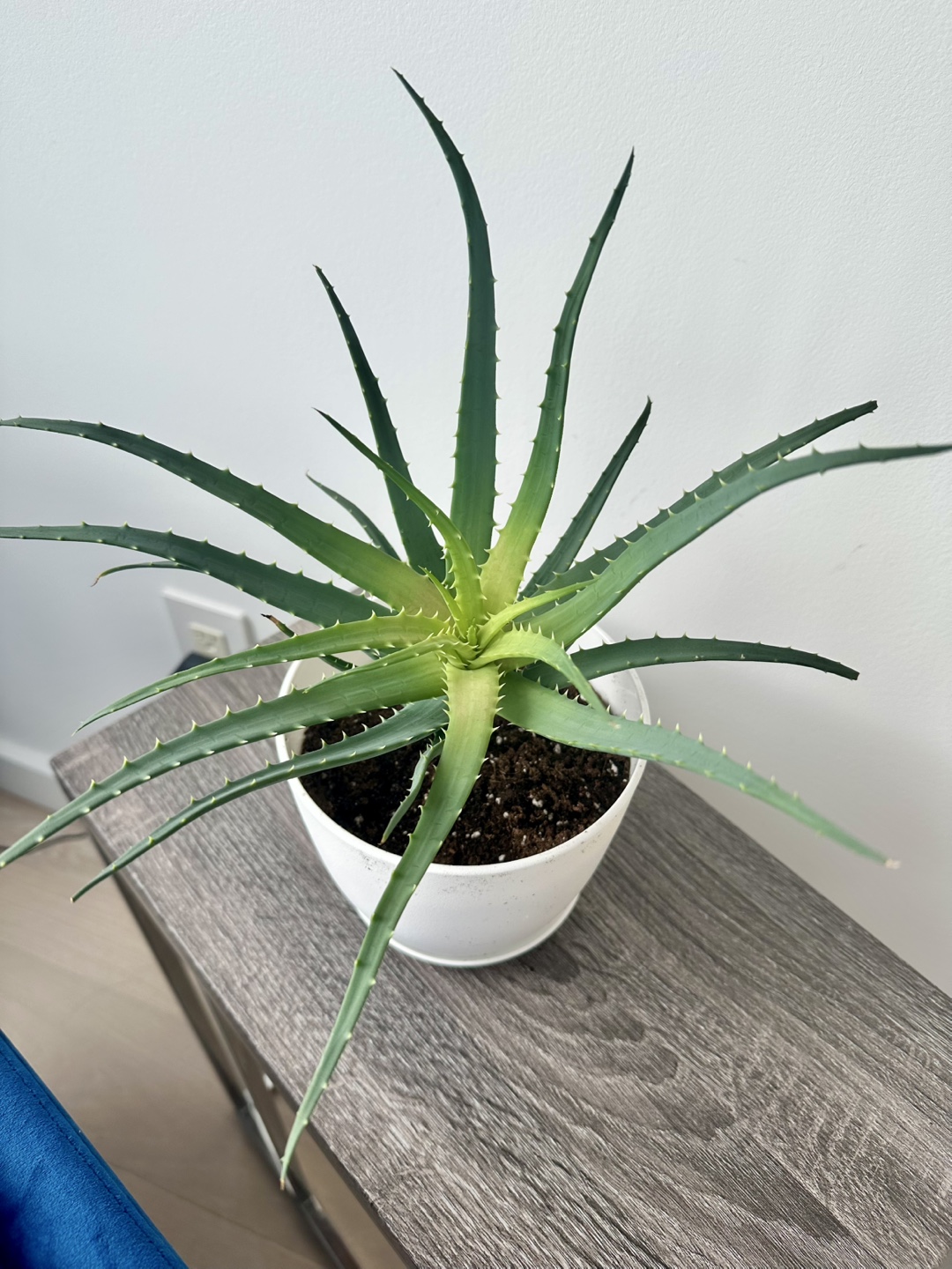 Aloe Vera Plant in White Pot - photo 2