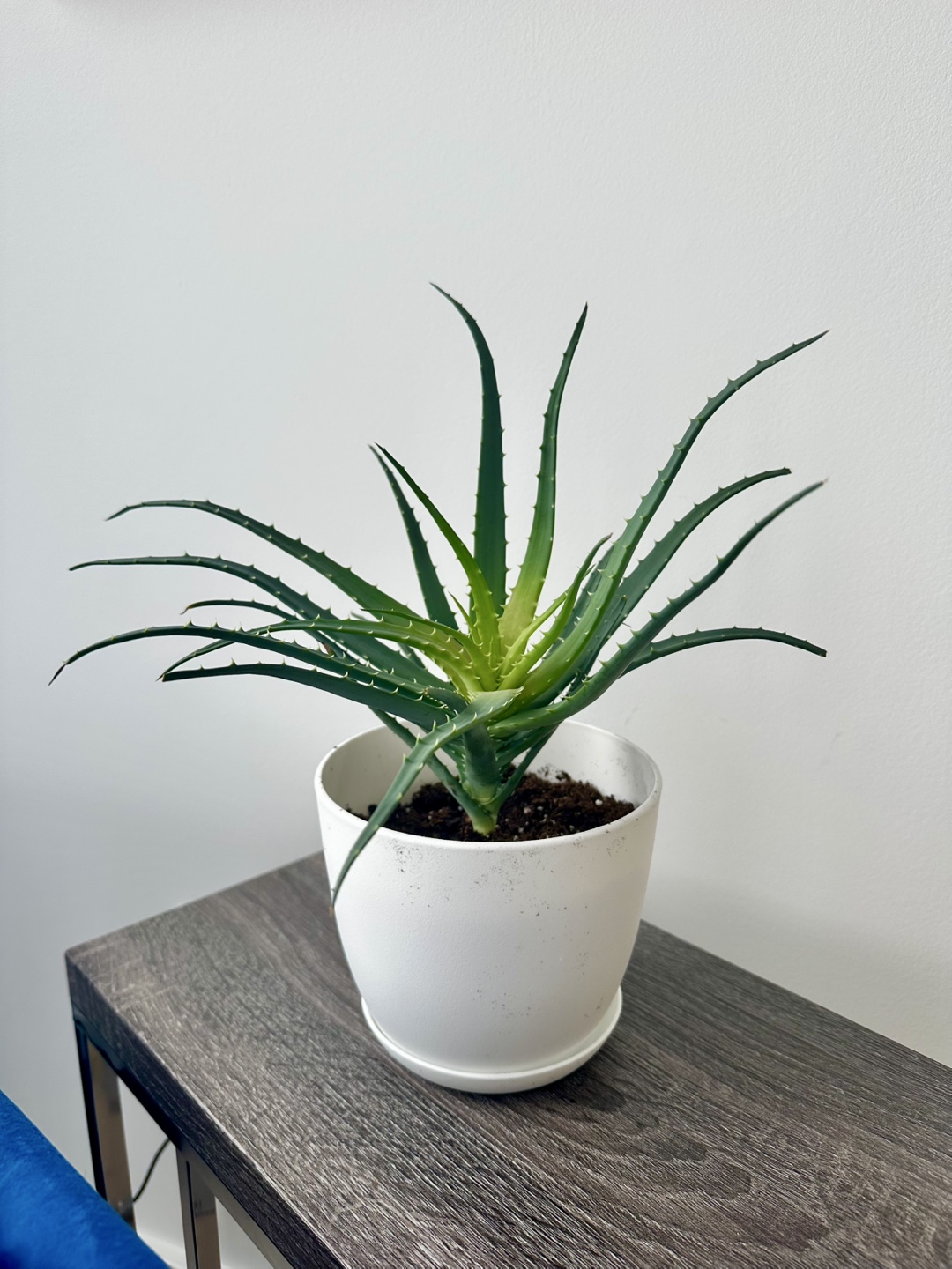 Aloe Vera Plant in White Pot