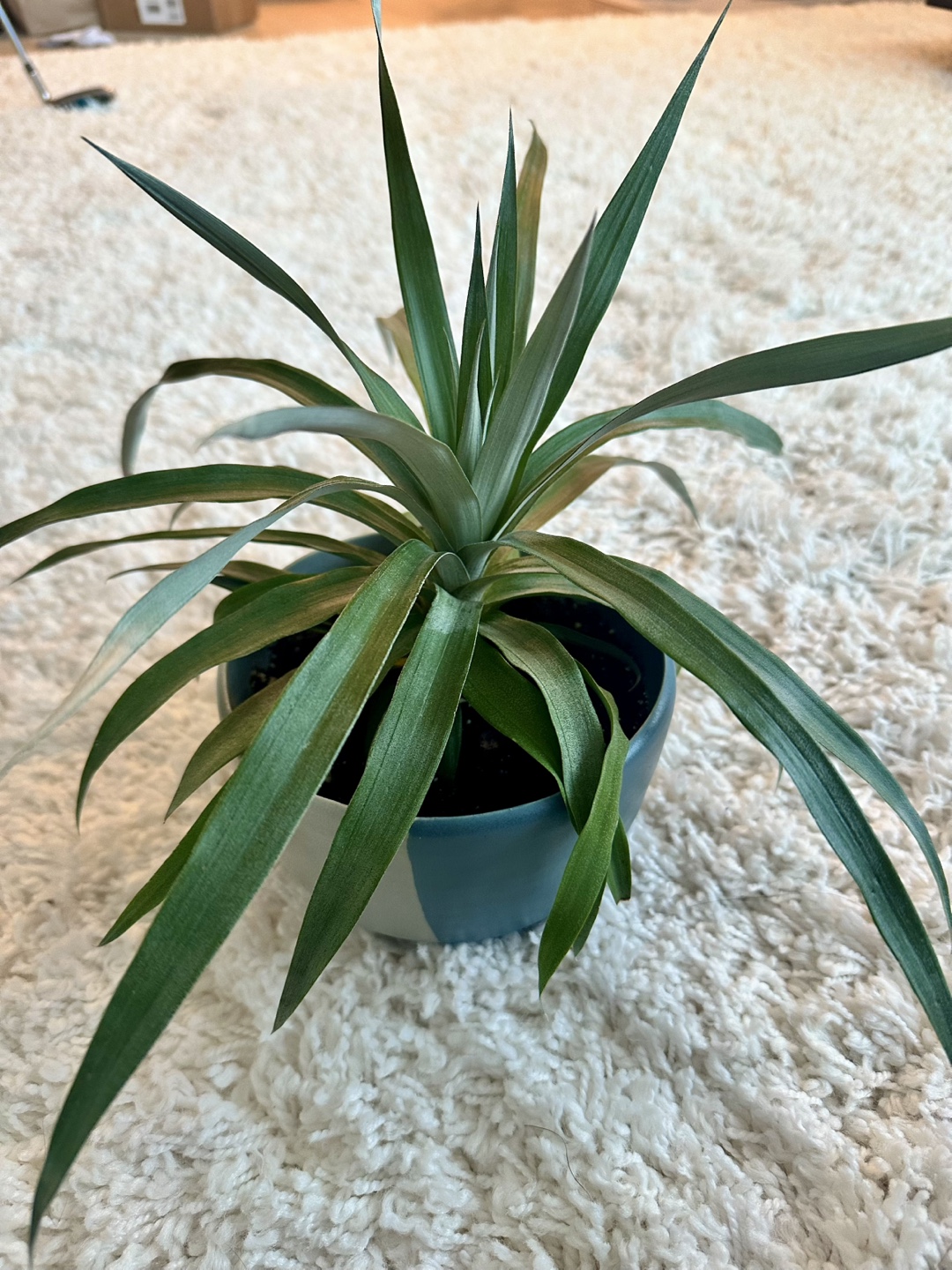 Pineapple Plant