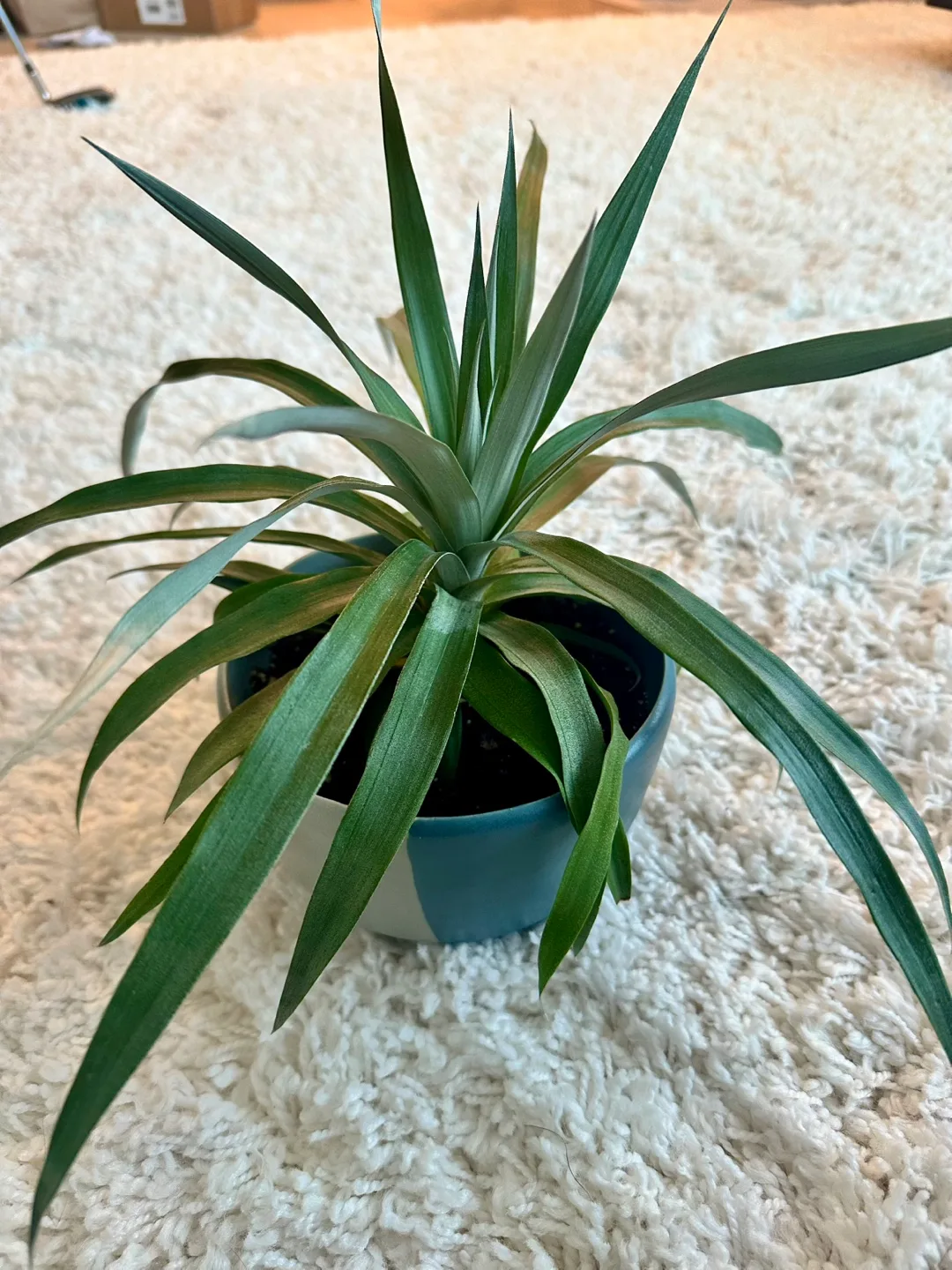 Pineapple Plant thumbnail