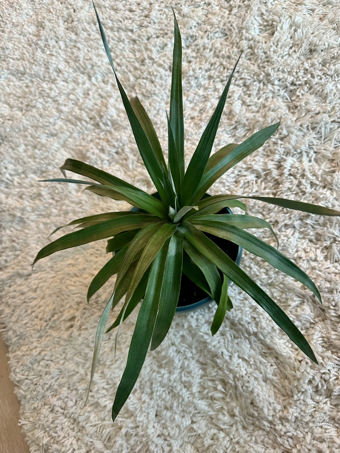 Pineapple Plant - photo 2