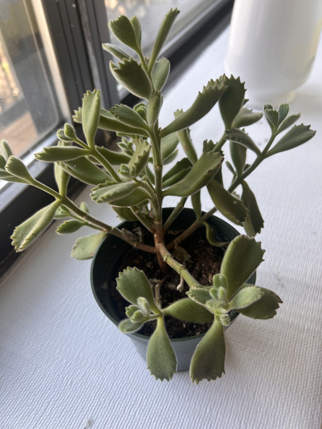 Cute succulents - re-home 💚