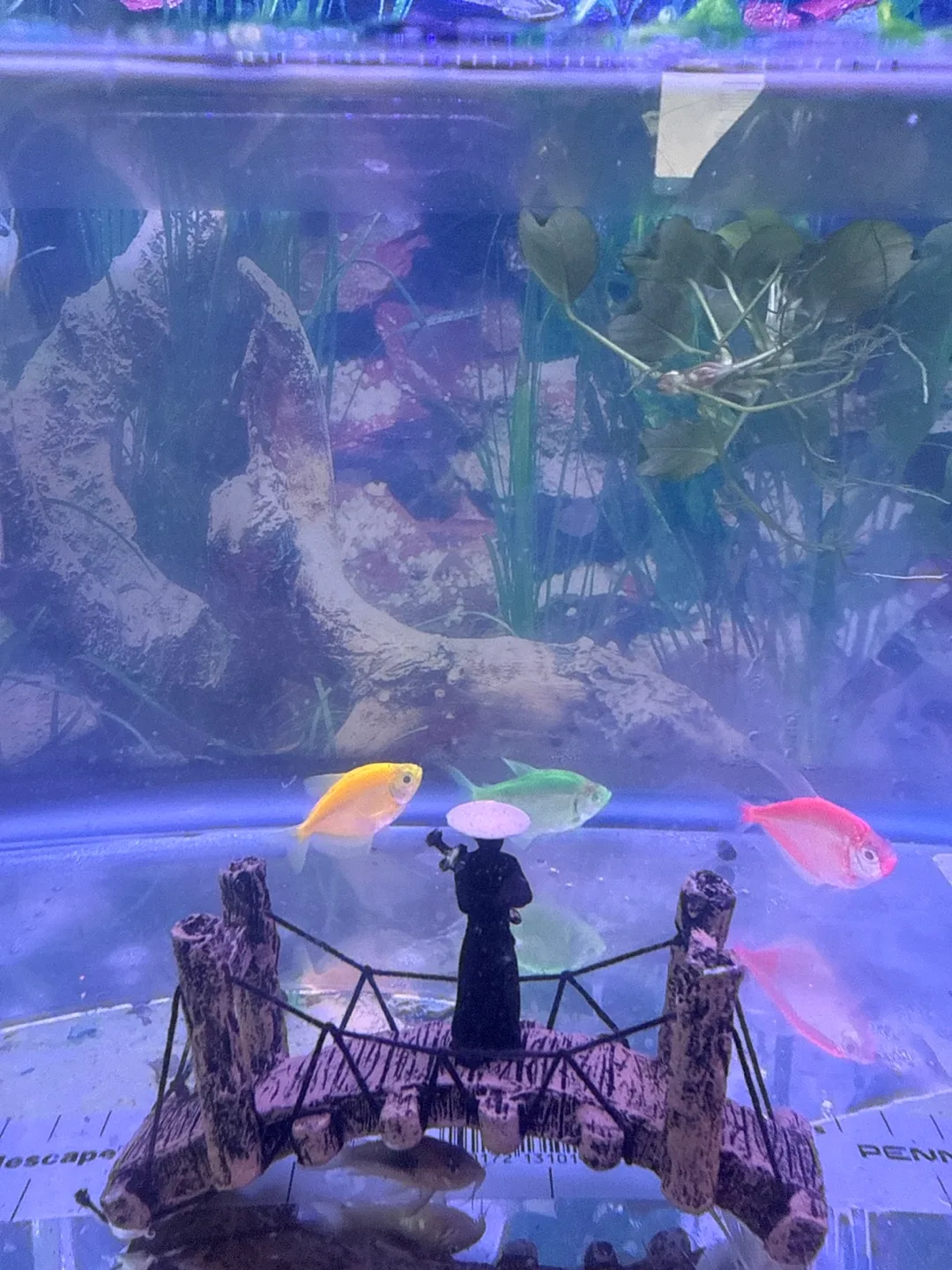 Selling fast‼️Fish tank accessories image indicator(3)